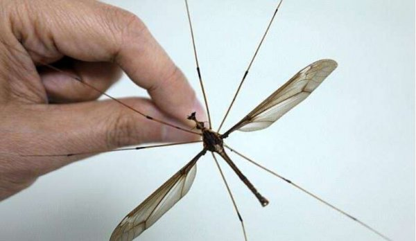 蚊子界的「巨無霸」華麗巨蚊。（來源：bala）