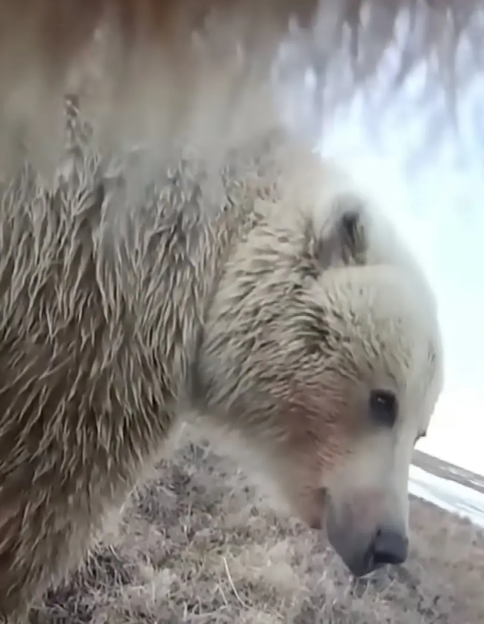 美國兩項權威動物研究迎來重大突破，阿拉斯加灰熊鏡頭捕捉到與狼群和平共處的罕見畫面，倭黑猩猩更被證實可分辨真實與虛構，顛覆人類對動物認知能力的固有認知。（來源： Inside Edition@YouTube）