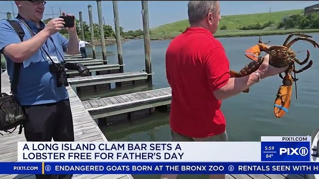 龍蝦Lorenzo放生的相關報道。（來源 YouTube@PIX11 News）