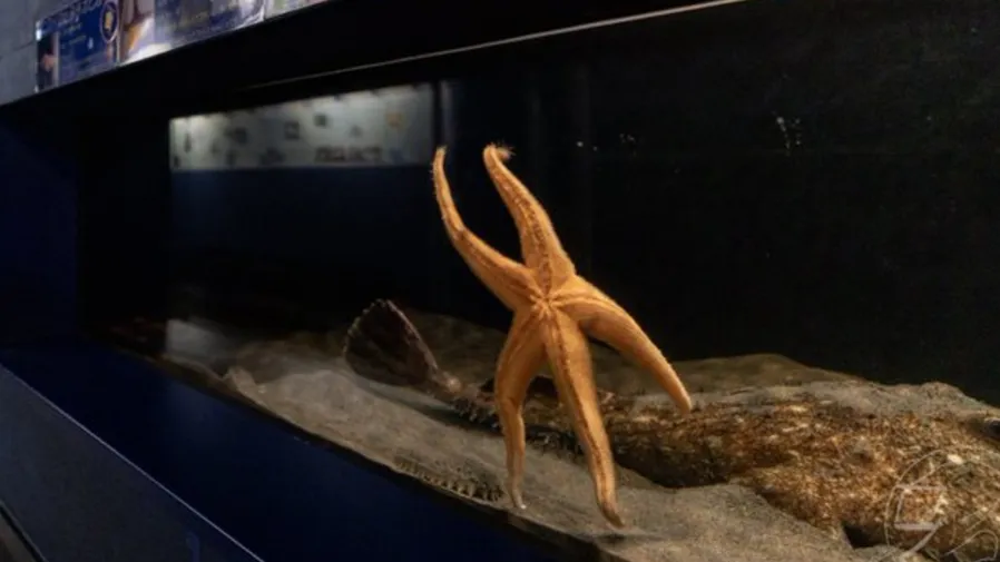 日本水族館海星竟會揮手道別？網友：是下班DNA覺醒了？的封面圖片