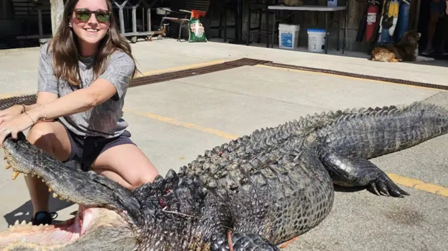 產假最酷體驗！美國媽媽捕獲45公斤巨鱷肉要做香腸零食  的封面圖片