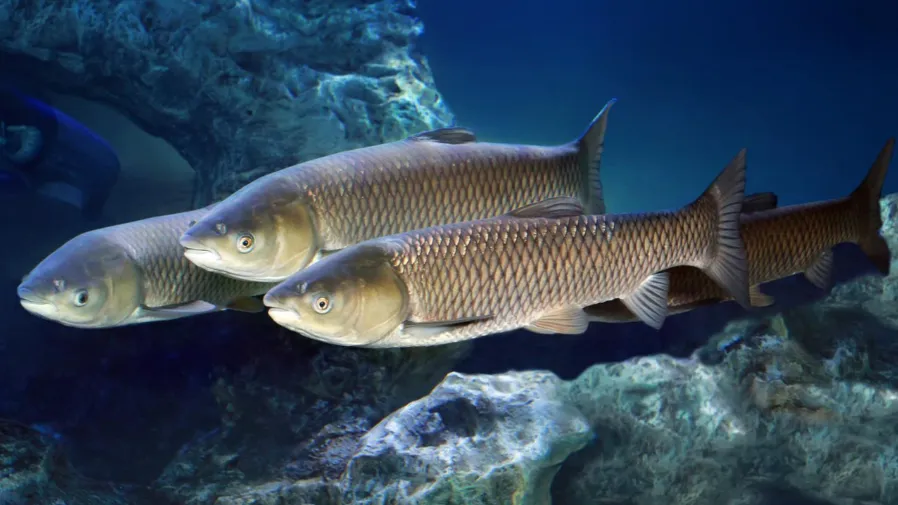 黃河淡水魚衝入大海後,爲何從未再見它們折返?的封面圖片