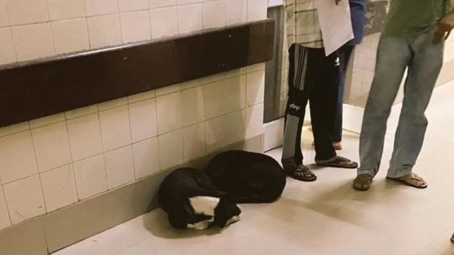 印度醫院驚現流浪犬叼嬰兒頭顱!的封面圖片