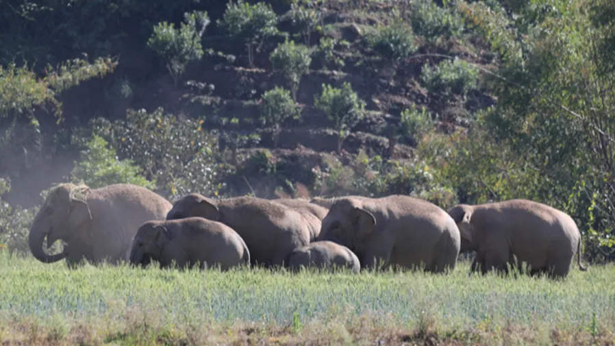 慘絕人寰！印度高速列車直闖象群，7頭大象當場斃命的封面圖片