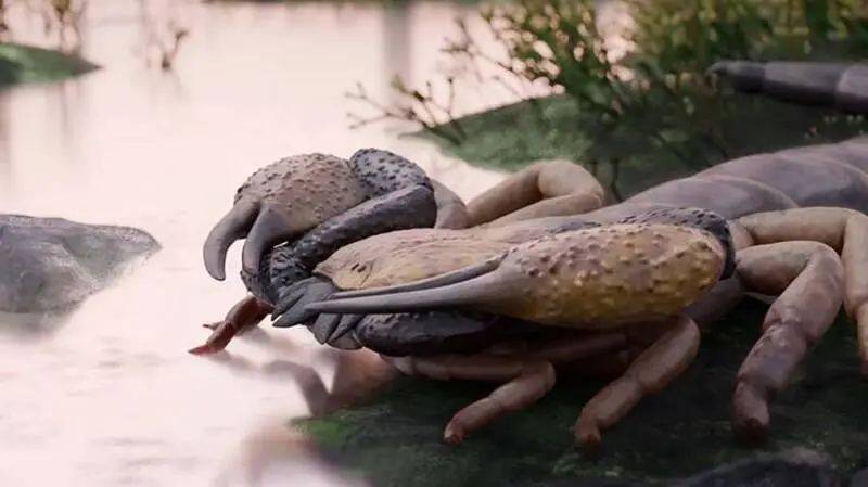 研究標的物種名為Praearcturus gigas，這隻遠古巨蠍硬體數據相當驚人：整體體長突破1公尺，單側螯肢長度就達16公分。對比現代普通蠍子全長僅3至8公分的體型，牠單單一隻巨鉗，就遠超現代蠍子全身長度，視覺衝擊感十足。（來源：Franz Anthony）