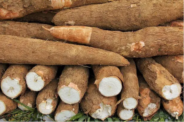 南美洲原生的木薯，四千多年前就被馴化為食物，16世紀經西班牙人帶到亞非，1820年左右從東南亞引進中國廣西、廣東等地。（示意圖來源：images）