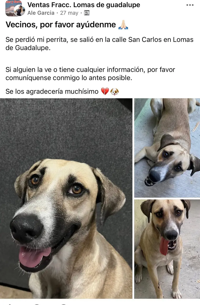 墨西哥維多利亞城飼主加西亞的愛犬戈爾達失蹤長達一個月，全家遍尋不著。未料2026世足賽直播中，家人意外看見牠混入球迷街頭慶祝，順利找回這隻幸運的汪星人。（來源：Ale Garcia@FB）