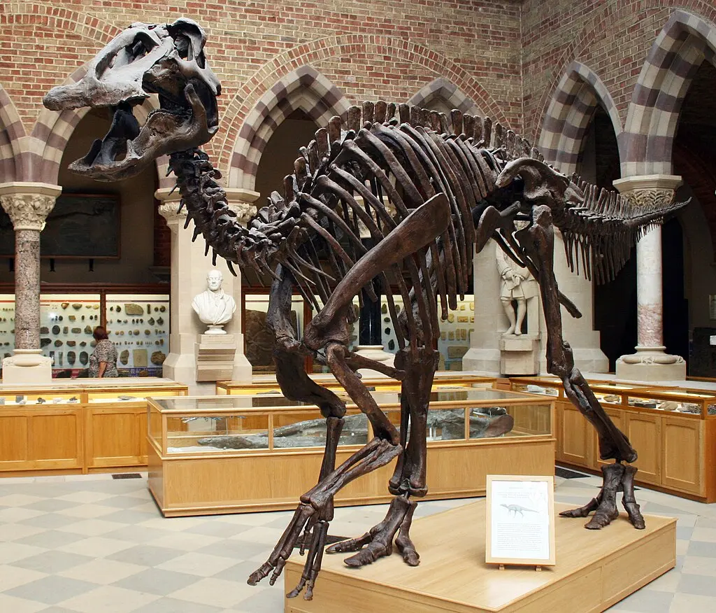 英格蘭牛津市牛津大學博物館展出的「埃德蒙頓龍（Edmontosaurus annectens）」複合骨架裝架複製品。該骨架原件由多具分散的化石骨骼拼組而成，這些化石來自「地獄溪組（Hell Creek Formation）」的一個骨層，出土於美國南達科他州哈丁縣的露絲・梅森採石場（Ruth Mason Quarry）。這具骨架全長 8.5 公尺（28 英尺），頭骨長度近 1 公尺（39 英寸）。（來源：wikipedia）