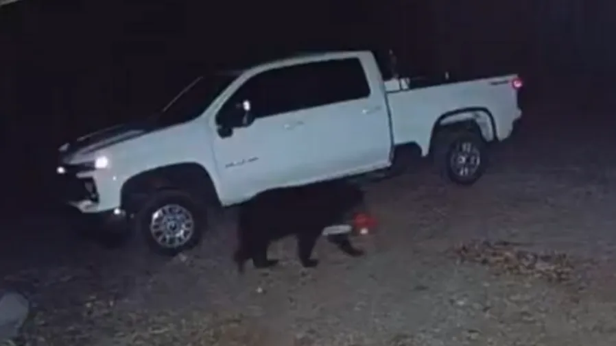 美國黑熊叼電鋸驚呆全球！日本網友淚喊：拜託千萬別學的封面圖片