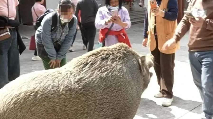 江門網紅豬五妹：300 斤雜交豬居觀音寺八年 見蘋果會點頭的封面圖片