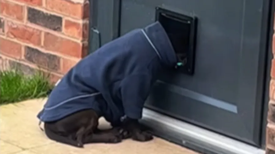 狗狗也會 i？聚會頭卡狗門逃避社交模樣太可愛！的封面圖片