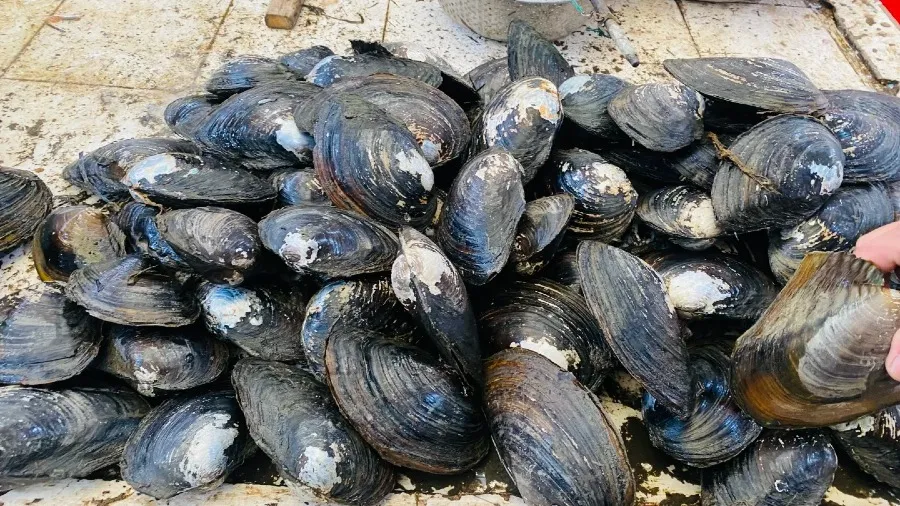 肉多又鮮美，中國人卻不愛吃的河蚌秘密的封面圖片