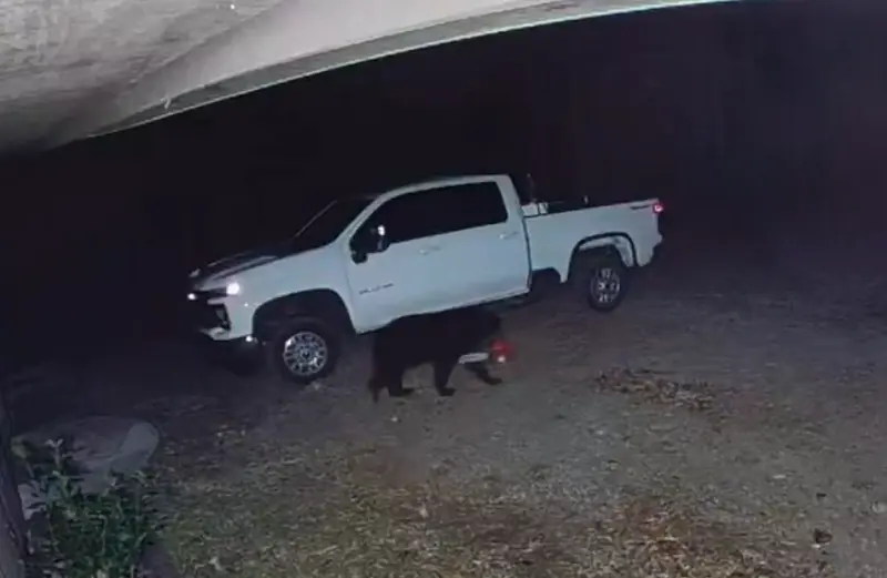 美國田納西州出現「鍊鋸熊」（Chainsaw Bear），半夜叼走居民電鋸的影片引發熱議。（來源：BowTiedBroke@X）