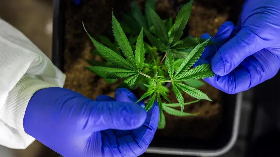 日本警察當街賣大麻,交易對象竟是自己人?的封面圖片