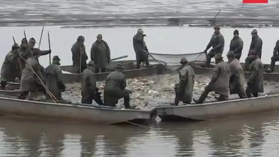 捷克漁民堅守百年捕鯉迎聖誕,錢包塞片鯉魚鱗竟能迎來好財運!的封面圖片