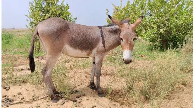 中國商人滿世界找驢（第一財經）