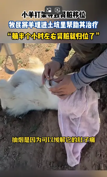 內蒙古鄂爾多斯市的一隻小羊因打架導致腎臟移位，主人用埋沙土、噴菸霧的傳統辦法救治。（來源：影片截圖）