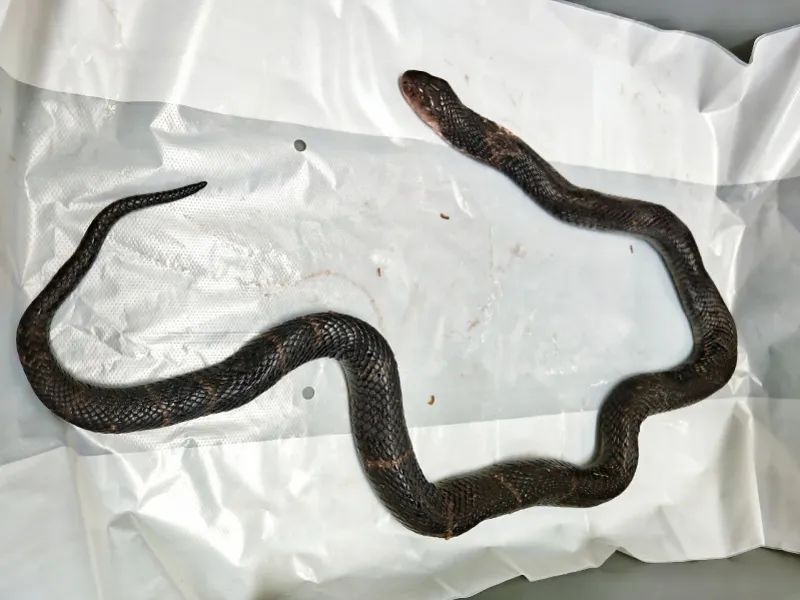 蓮塘海關查獲旅客攜帶瀕危動物舟山眼鏡蛇一條