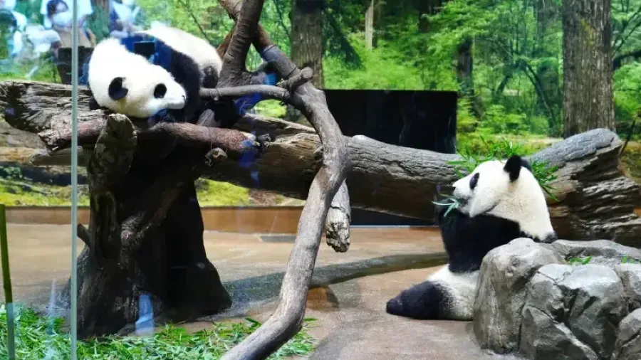 東京都政府宣布最後兩隻旅日大熊貓下月歸還中國 日本將迎 50 年來首無大熊貓的封面圖片