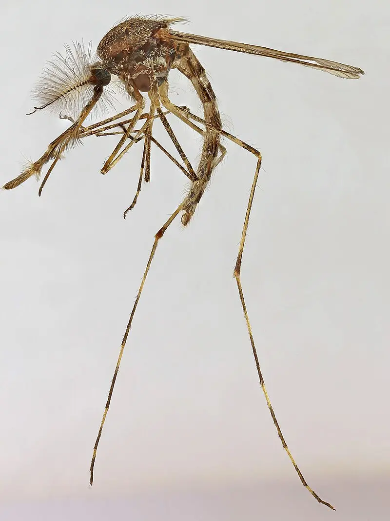 這次的「破冰者」是3隻環帶沼蚊（Culiseta annulata），包括2隻雌蚊與1隻雄蚊，它們被民眾比約恩·雅爾塔松（Björn Hjaltason）在喬薩爾（Kjós）地區的Kiðafell，用一條誘捕蛾類的紅酒誘繩意外捕獲。（來源：wikipedia）
