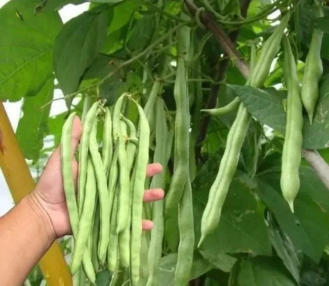 因為四季皆可種植，便得了「四季豆」這個貼切的名字。（示意圖來源：小紅書網友）