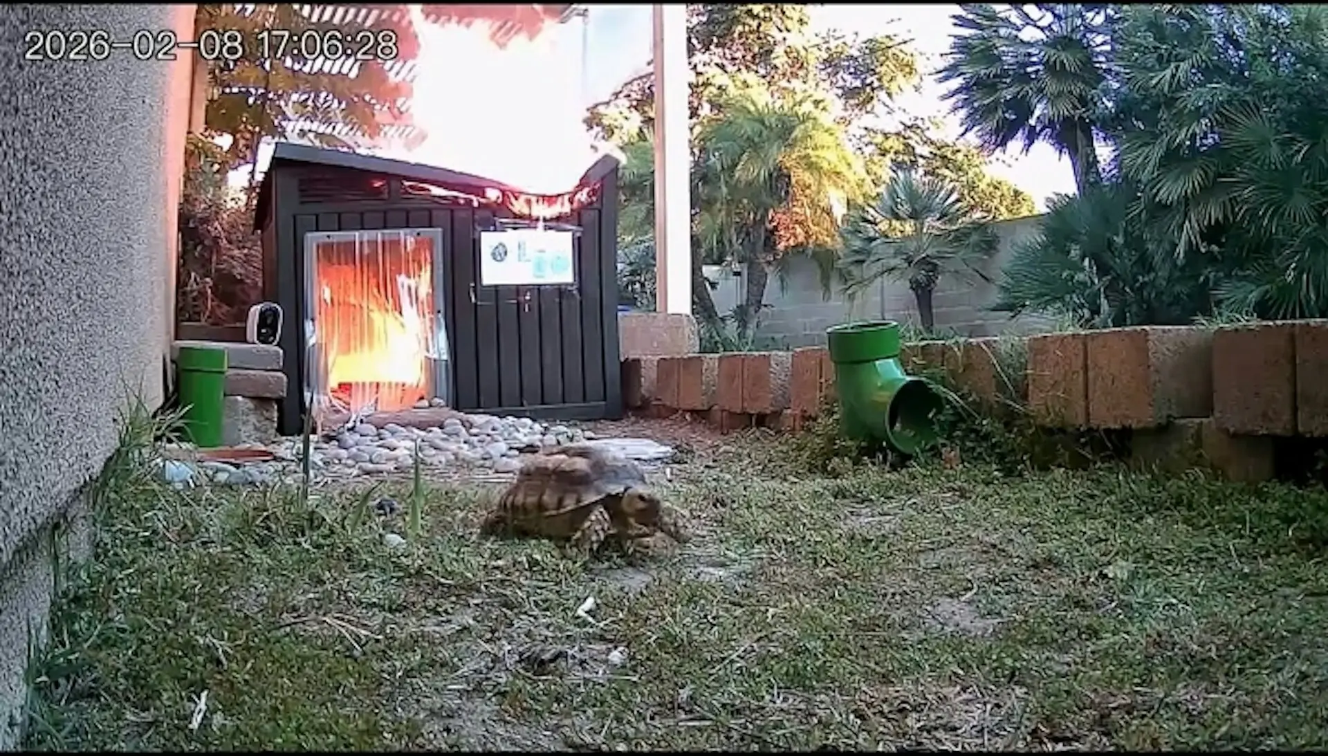 美國加州陸龜里歐（Leo）熟睡時遭加熱燈引發的火災圍困，飼主外出狂歡無人救援，牠憑「龜速運動模式」自救，雖吸入濃煙患病但無大礙。（來源：Hyeri Tom@tiktok）