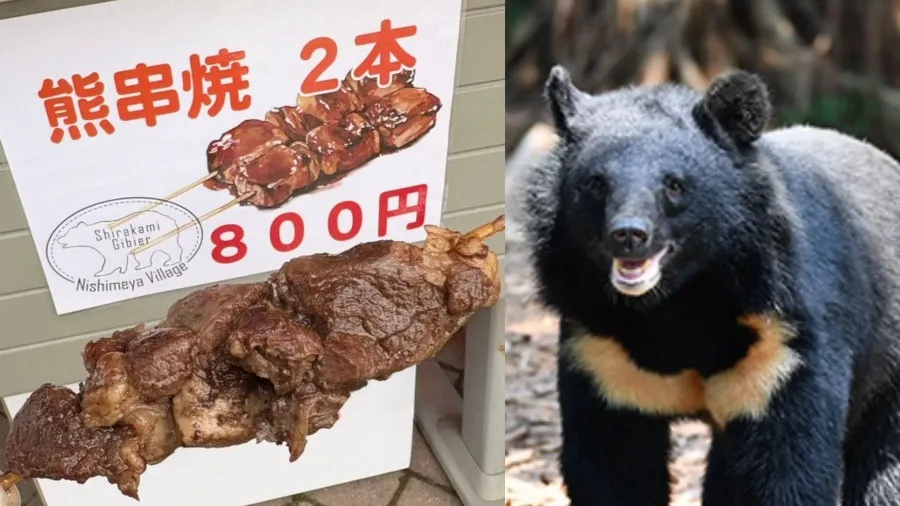 化悲憤爲食慾！日本熊害鬧翻天，青森縣路邊竟把黑熊烤成串？！的封面圖片