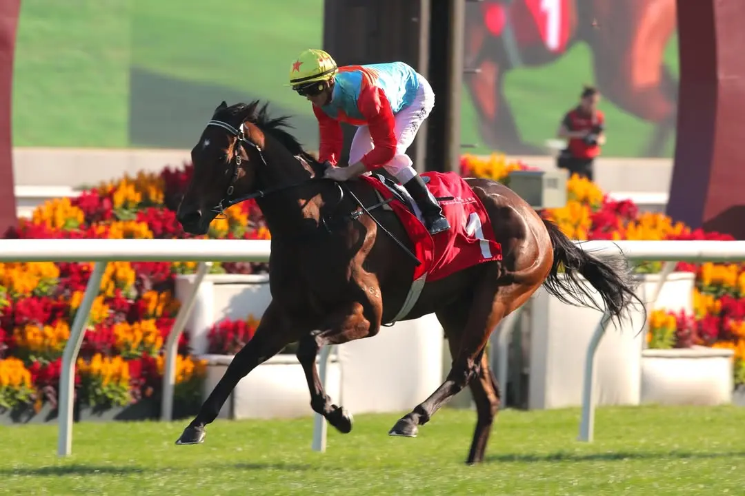 11月23日的沙田馬場人聲鼎沸，上月遠征澳洲贏得珠穆朗瑪峰錦標的香港馬王「嘉應高昇」在此迎來返港後首秀，出戰國際二級賽馬會短途錦標。(圖：racingkinghk@IG)