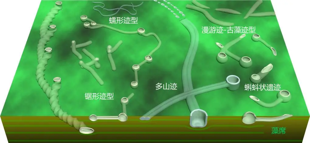 石板灘生物羣的遺蹟化石復原圖。（來源：中國科學院南京地質古生物研究所）