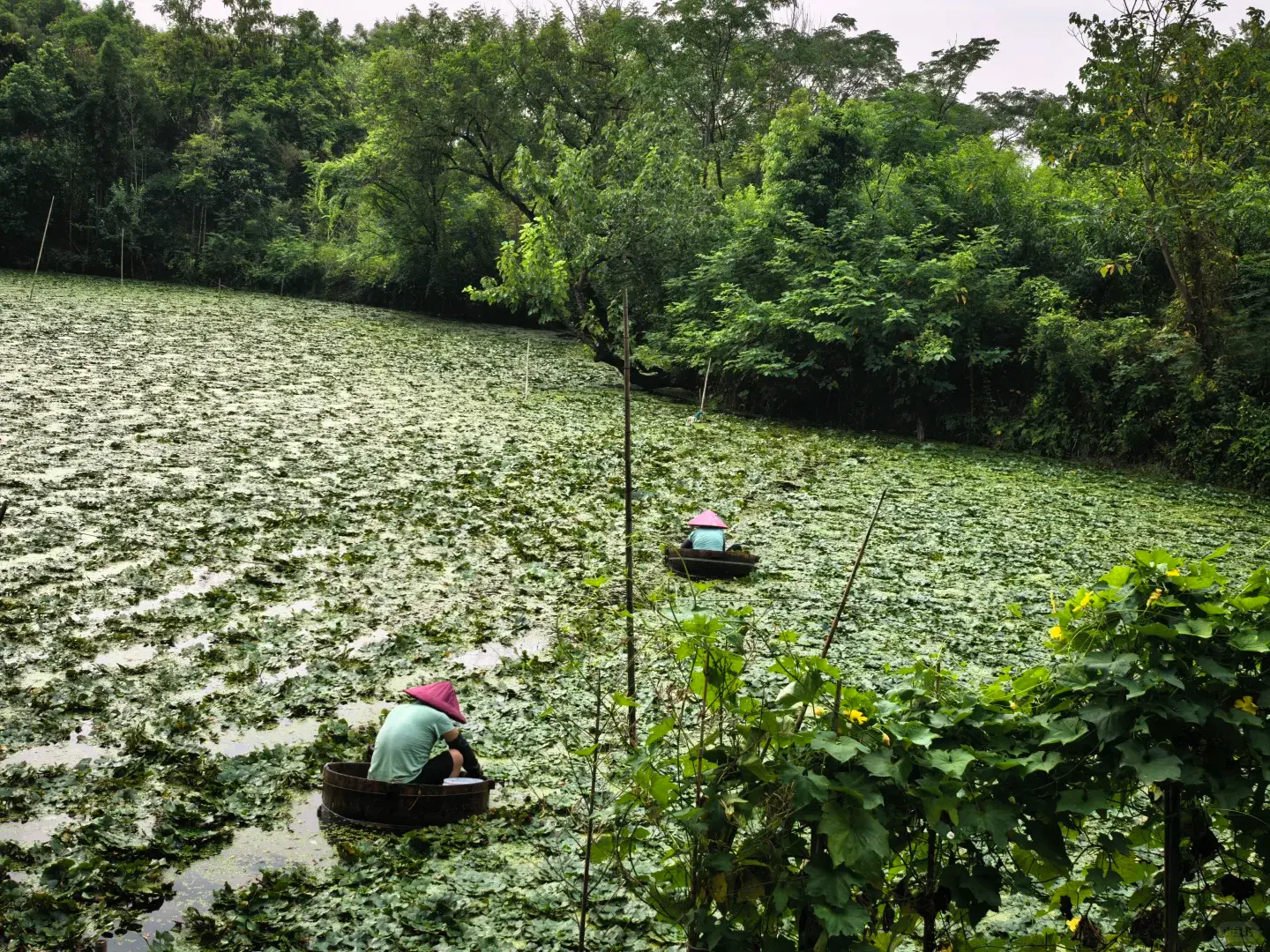 菱角是許多中國人的童年回憶，清甜可口、歷史悠久且營養豐富。如今因水質要求高、難儲運、季節限定、食用麻煩等原因逐漸少見，僅在部分濕地得以保留。（示意圖來源：小紅書網友）