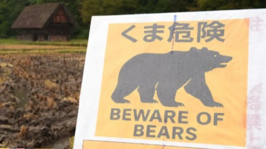 日本秋田再有人遭熊襲擊　自衛隊最快明日到當地支援的封面圖片