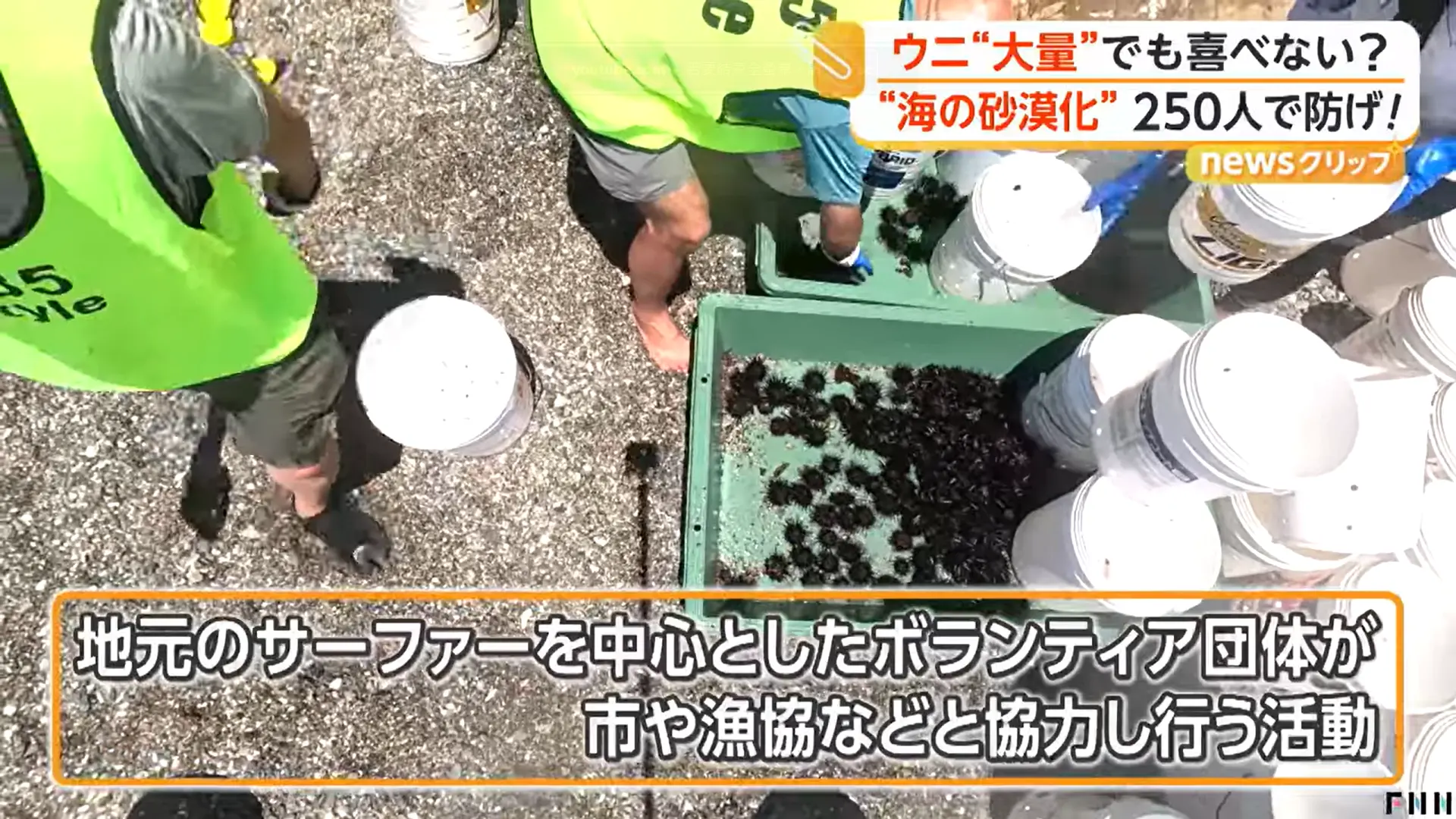 日本神奈川縣逗子市海域爆發磯燒現象（rocky-shore denudation），紫海膽大肆吞食海藻造成海洋沙漠化，當地號召兩百五十名民眾合力清理海膽，收穫海膽無法食用，最終製作為農用肥料。（來源：FNNプライムオンライン@YouTube）