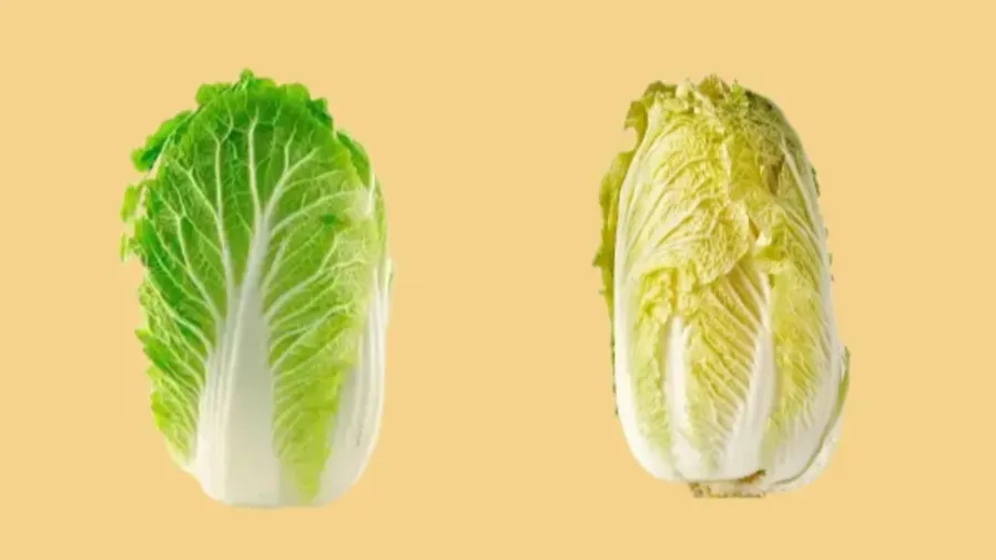 同是白菜，為何綠的爽脆黃的軟嫩？的封面圖片