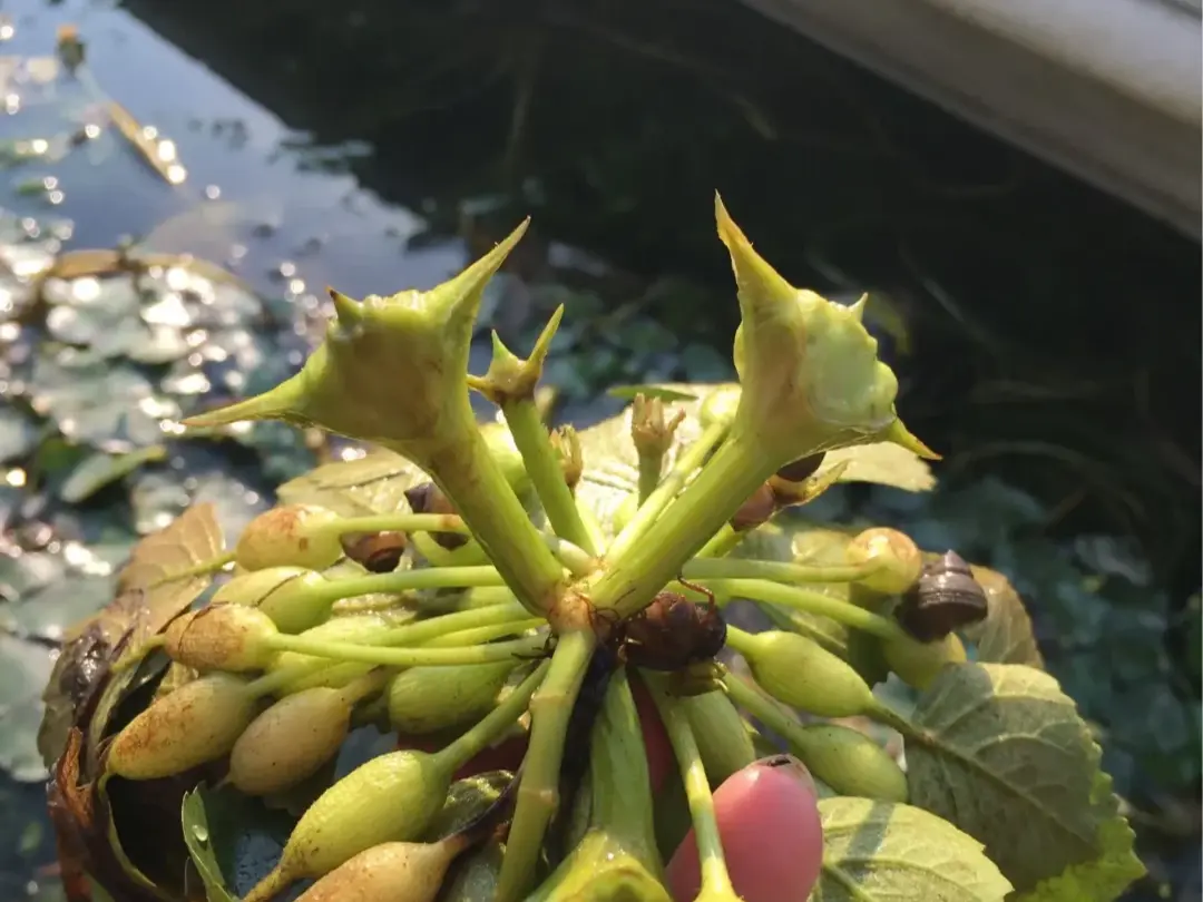 菱角是許多中國人的童年回憶，清甜可口、歷史悠久且營養豐富。如今因水質要求高、難儲運、季節限定、食用麻煩等原因逐漸少見，僅在部分濕地得以保留。（示意圖來源：小紅書網友）