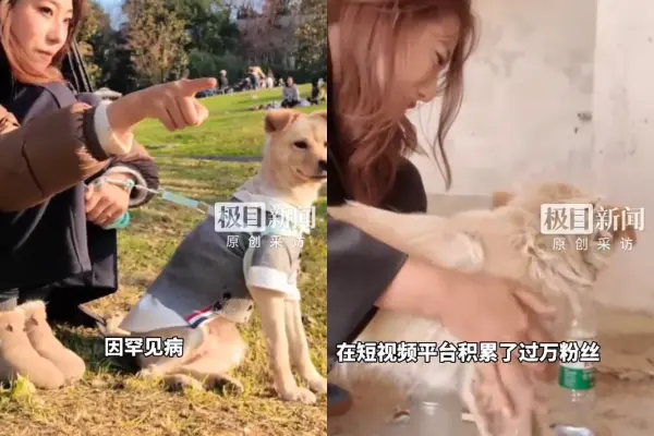 中國內地甘肅27歲寵物網紅秦思雨長年救助流浪貓狗，不幸感染罕見東方伊蒙菌，引發噬血細胞癥候群，經ICU搶救22日後離世，丈夫滿懷悲痛，感染源至今仍未確認。（來源：極目新聞）