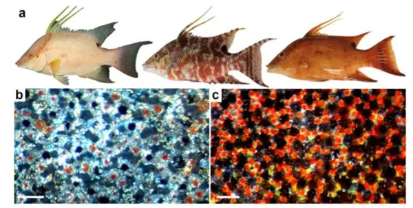 原來豬魚的皮膚就是個「調色工廠」:紅、黃、黑色素細胞像顏料,調整大小就能混合出不同色調;彩虹色素細胞和白色素細胞則靠鳥嘌呤晶體反射光線,撐起絢麗光澤。(來源:網絡)