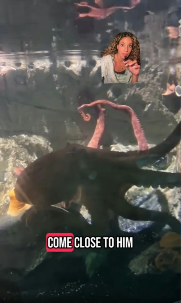 美國德州 San Antonio Aquarium 水族館內，6 歲男童（Leo）伸手與北太平洋巨型章魚互動時遭其攻擊，章魚緊吸男童手臂不放，3 名工作人員才將其拉開。（來源：Britneytaryn@TikTok）