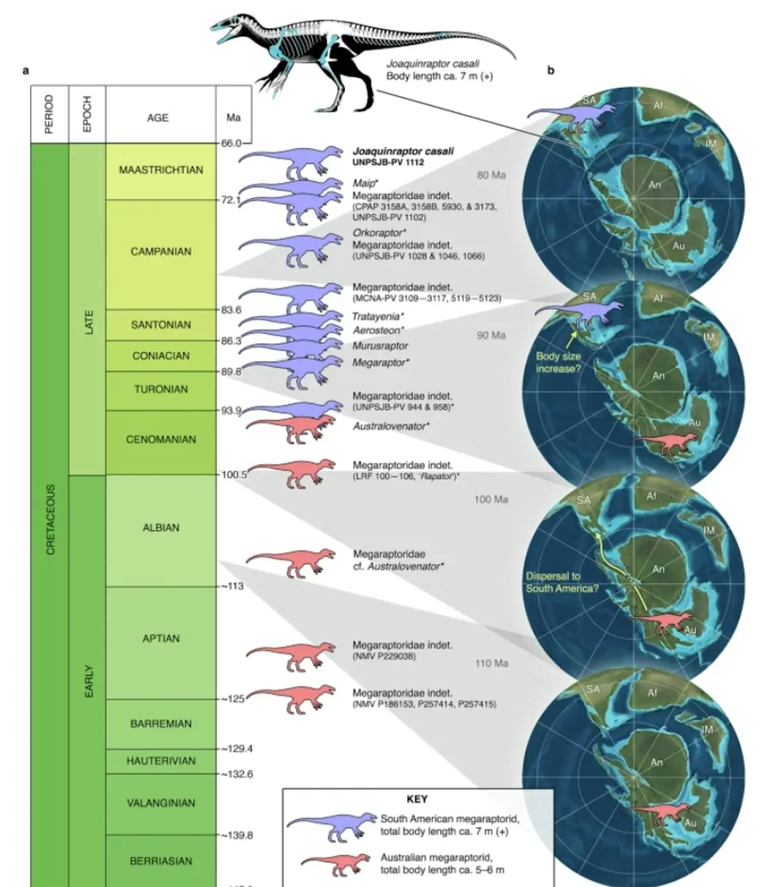 科學家給這個新恐龍取了個名字，叫「卡薩利華金盜龍」（Joaquinraptor casali），屬於大盜龍（Megaraptorans）家族。 而且《自然通訊》（Nature Communications）期刊的研究報告說，它生活在 6600 萬至 7000 萬年前，離恐龍大滅絕的時間已經很近了。（來源：nature）
