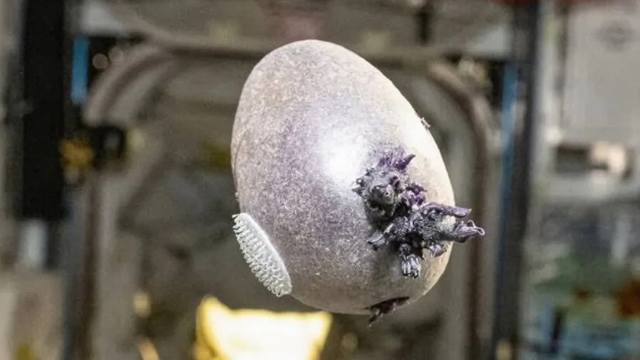 虛驚一場！太空站「外星異形」真面目曝光，竟是太空人種的紫色馬鈴薯的封面圖片