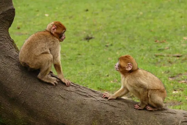 波多黎各恆河猴（rhesus macaques）（示意圖來源：images）