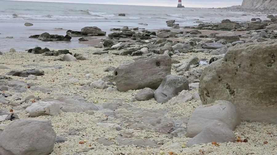 英國海灘天降「黃金零食」，腳下全是薯條卻暗藏危險？！的封面圖片