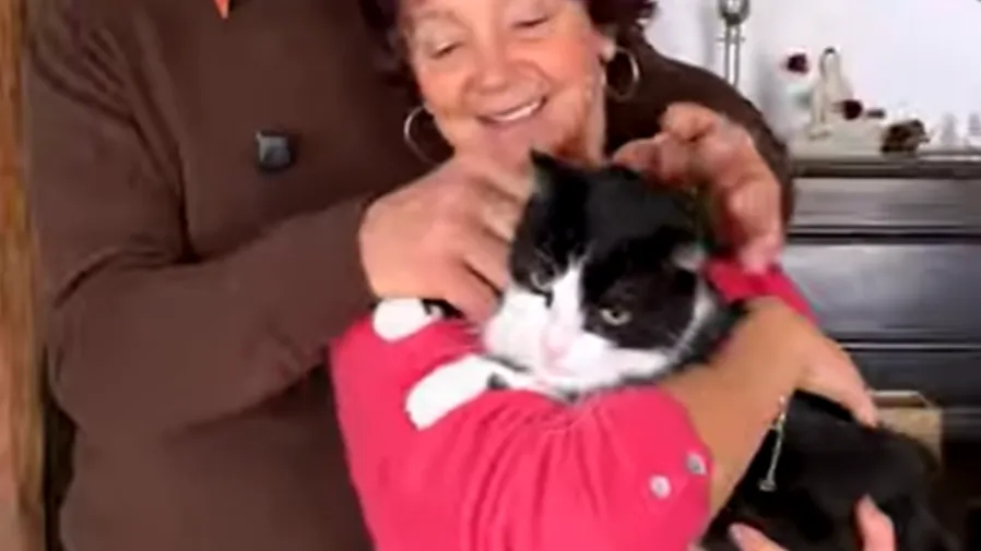 250公里跨國歸家路！奶牛貓菲盧是靠「超能力」認路西班牙走回法國？的封面圖片