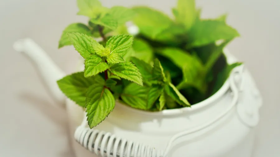 怕椿象又怕蚊子？一盆薄荷就能解決！的封面圖片