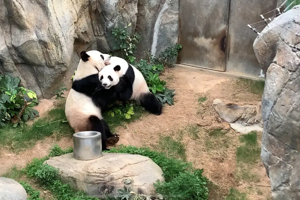 盈盈和樂樂在香港海洋公園。 海洋公園官網