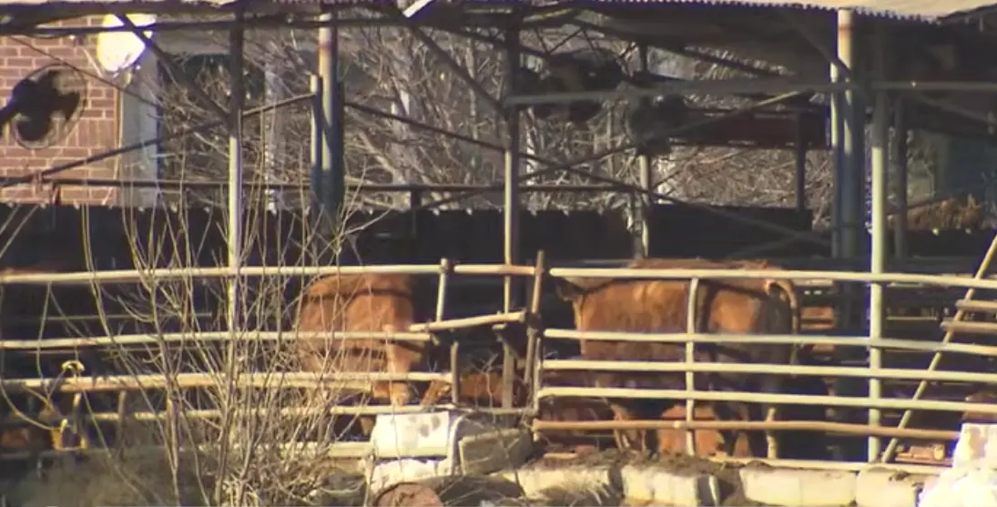 韓國仁川首現口蹄疫疫情，全國畜牧農戶實施 48 小時移動禁令。（來源：SBS 뉴스@YouTube）