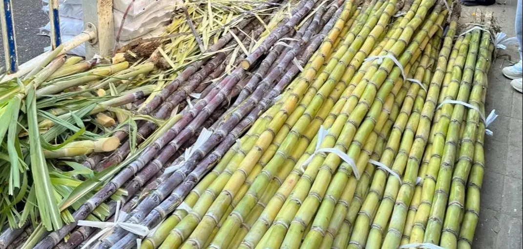 甘蔗季一到，街頭巷尾的水果攤就飄起清甜香氣，削好的整根甘蔗、冰涼解渴的甘蔗汁，總能勾起人的味蕾。（示意圖來源：網絡）