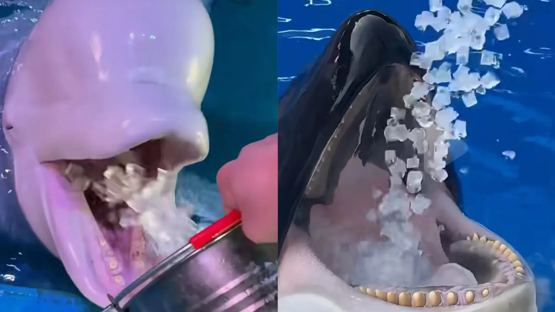 海洋館冰塊小祕密：虎鯨海豚愛啃冰，原來藏著這三個小心機。（示意圖來源：小紅書網友）