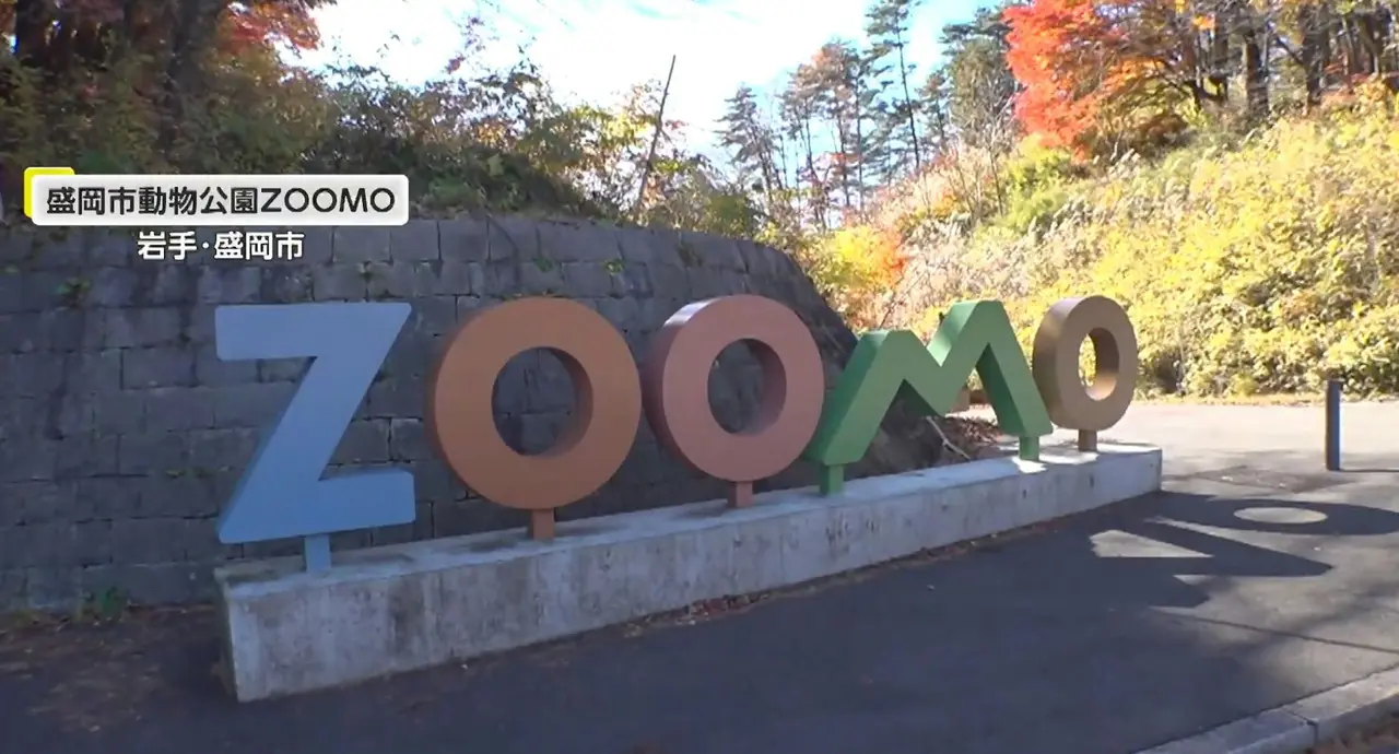 日本盛岡市動物園黑熊冬眠導覽今年爆火，前三天名額秒空，吸引遠道遊客。（視頻截圖來源：FNNプライムオンライン@YouTube）