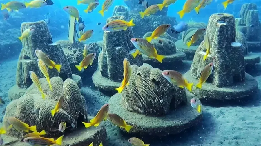 英國公司神操作！骨灰竟能變珊瑚，家屬還能定期「探視」？的封面圖片