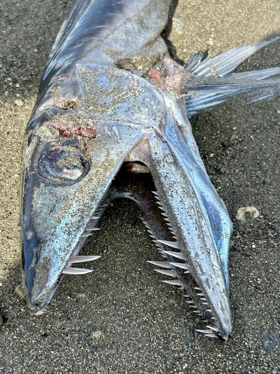 日本海岸意外發現長牙利齒與尖刺背鰭兩種奇魚，網友聯想為地震前兆引發熱議，專家鑑定為長吻帆蜥魚、雨印鯛，澄清物種出沒和地殼震動毫無關連。（來源：natsukiaqa@X）